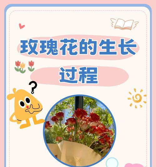 玫瑰花长出新芽后如何养护？需要注意什么？