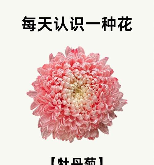 花语的定义是什么？花语通常表达什么？