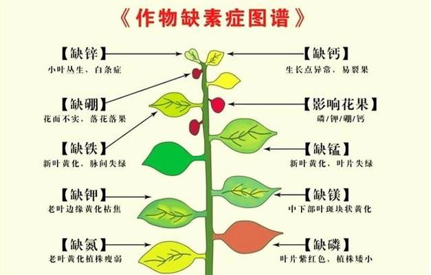 哪些植物成分可以提纯？它们的用途是什么？