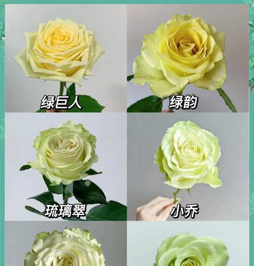 白绿色玫瑰的花语代表什么？