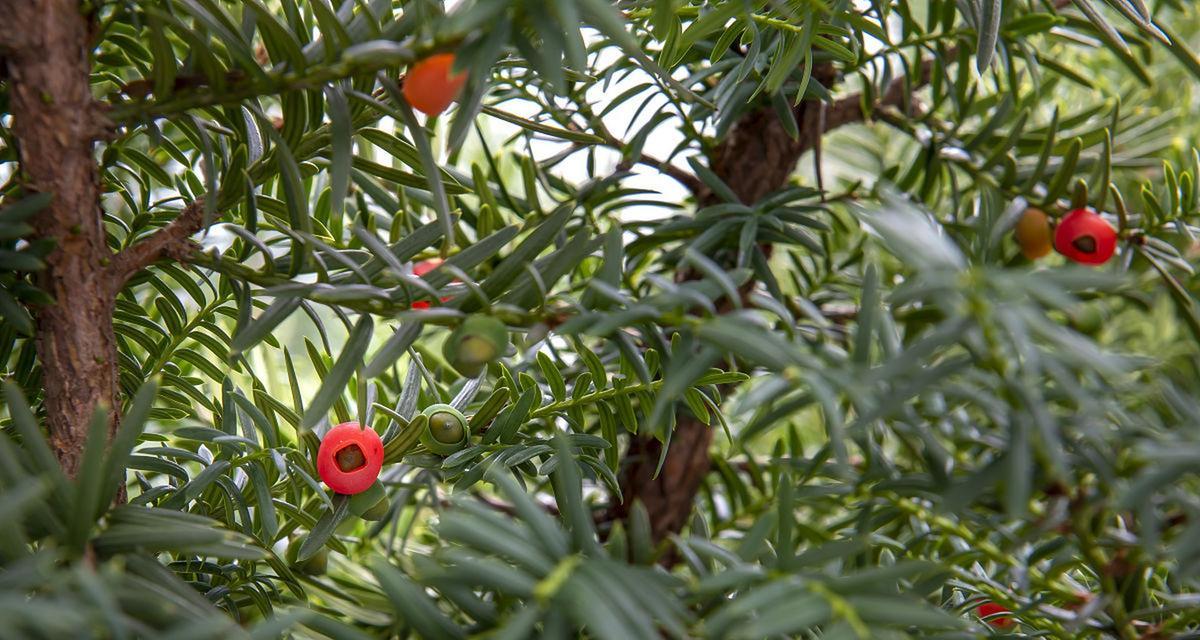 怎么分辨植物性别？不同植物性别的特征是什么？