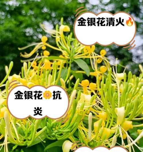 金银湖都有哪些花卉店铺？如何选择合适的花卉购买？