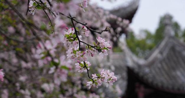 双流区最大的花卉市场叫什么？该市场有哪些特色花卉？