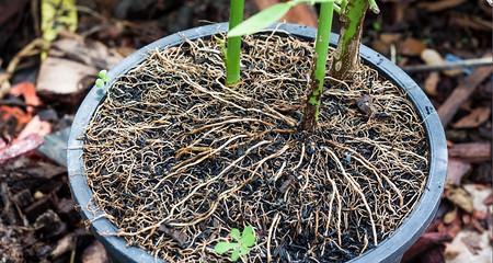 植物生根需要哪些专用土壤？