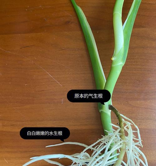 植物生根需要哪些专用土壤？