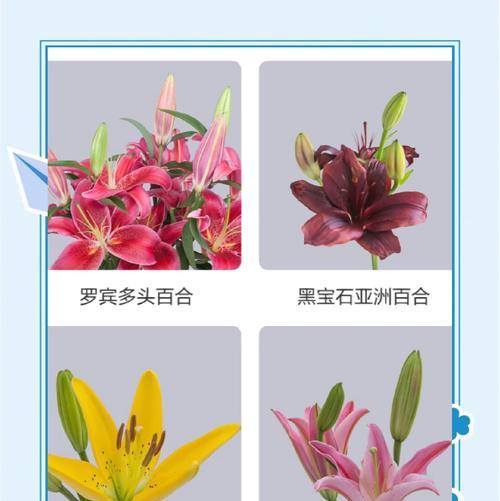 百合花瓣有何象征意义？送百合花时应如何选择？