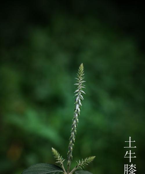 哪些植物属于最强先锋类？先锋类植物的特点是什么？