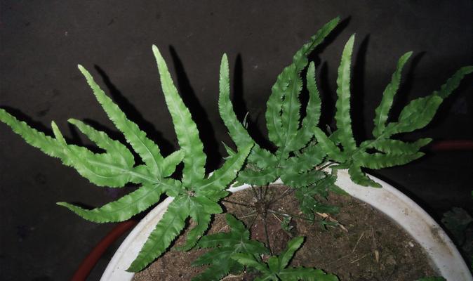 哪些植物属于最强先锋类？先锋类植物的特点是什么？