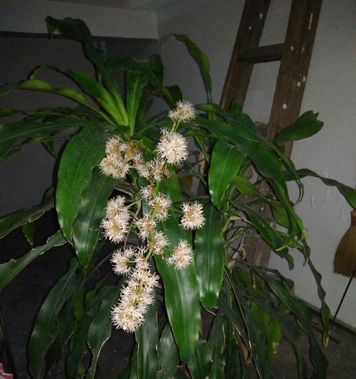 哪些植物属于最强先锋类？先锋类植物的特点是什么？