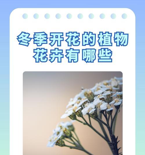 25度环境下适合种植哪些植物花卉？它们的养护要点是什么？