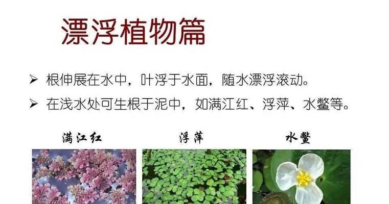 水生植物有什么？它们对水体环境有哪些益处？