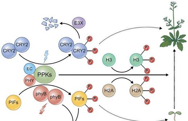 植物光受体是如何工作的？它们的作用是什么？