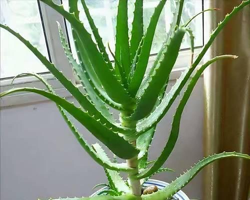 室内适合养哪些花卉植物？如何挑选适合的品种？