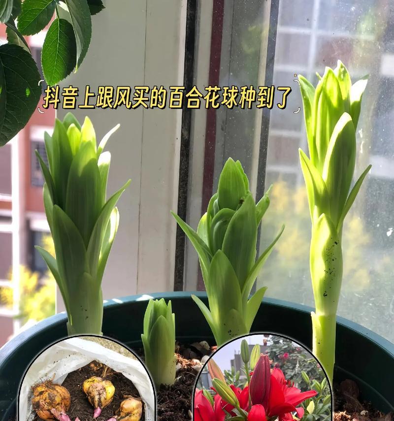 水培百合花什么时候去除花蕊？去除花蕊的最佳时机是什么时候？