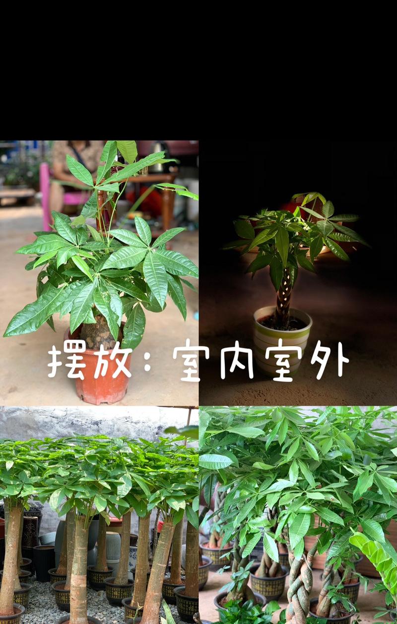 旺财绿植中有哪些花卉品种？它们的寓意是什么？