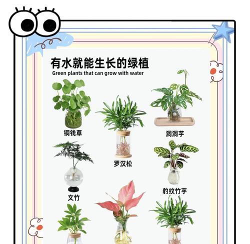 水年植物有哪些种类？水年植物的特点是什么？