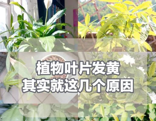 植物叶子变黄：可能的原因有哪些？