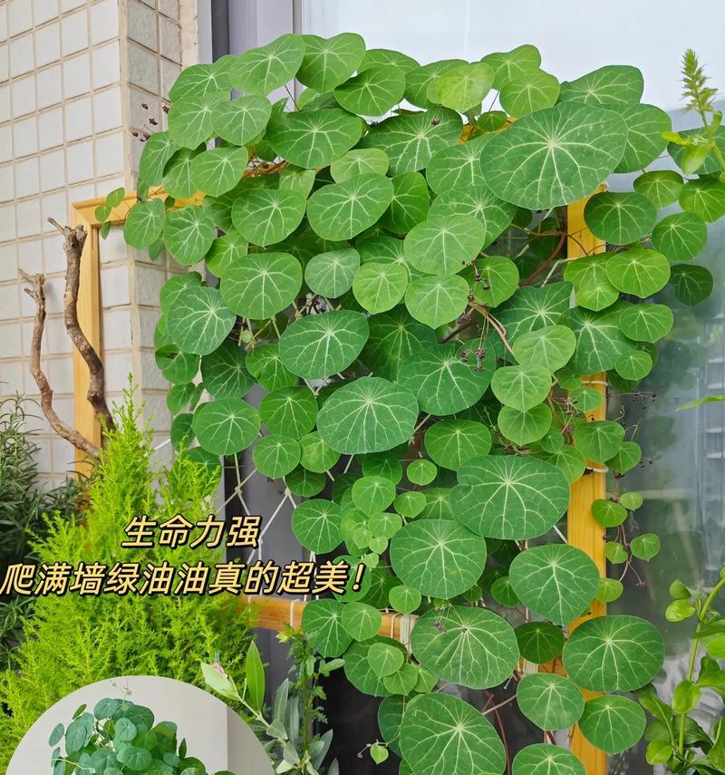 植物挂墙的正确方法是什么？需要什么工具？