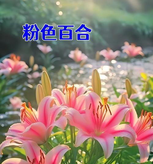 蜂蜜百合的花语是什么？它传递了怎样的信息？