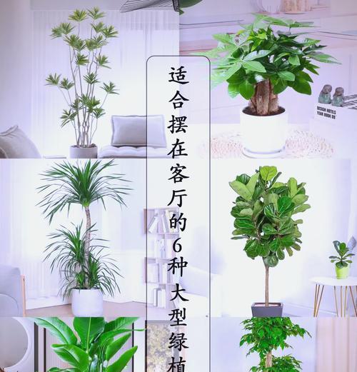 南方客厅大棵植物的养护技巧是什么？如何保持其生长旺盛？