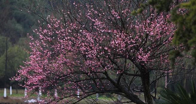 东吴有什么花卉出名？这些花卉的特色和种植条件是什么？