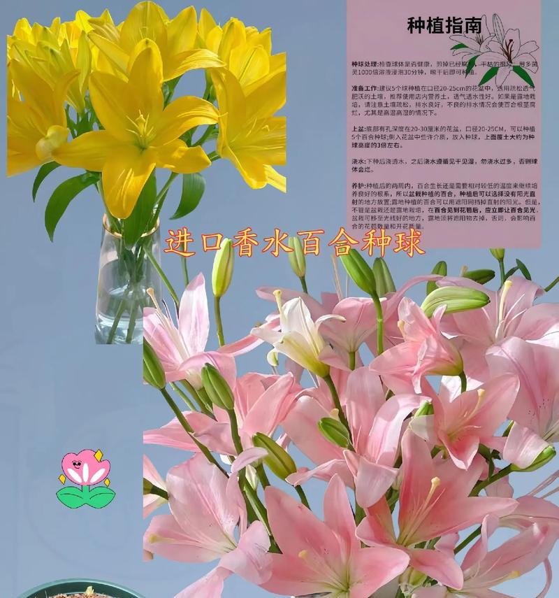 百合花的含义具体是什么？