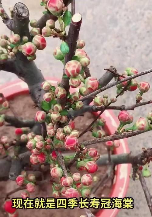 凤城花卉绿植有哪些品种？凤城地区流行的花卉绿植有哪些？