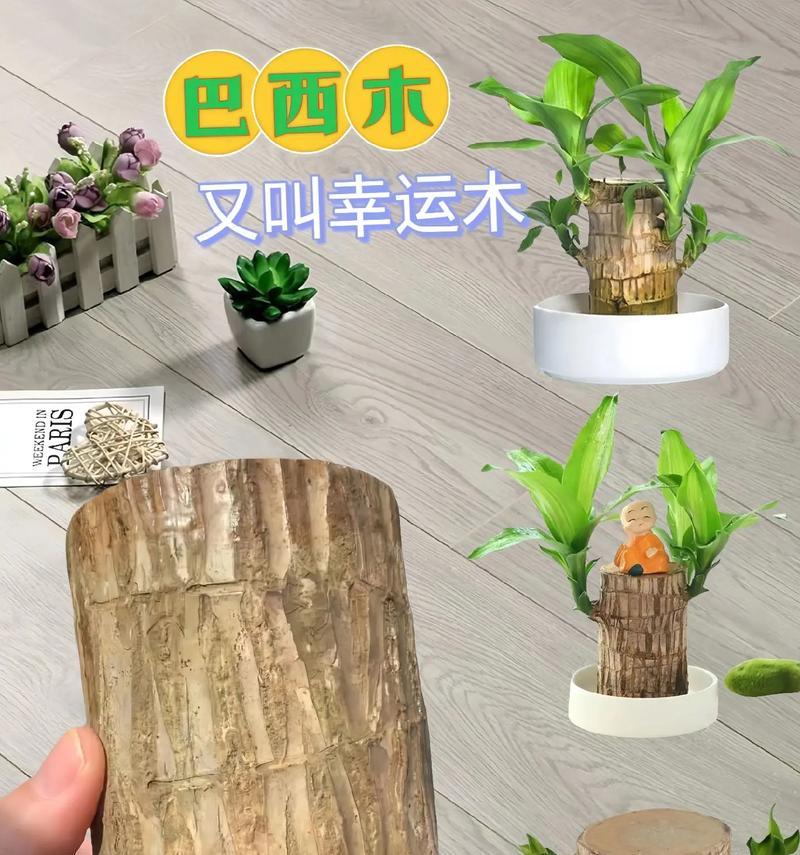 木制植物怎么养？木制植物的养护技巧有哪些？