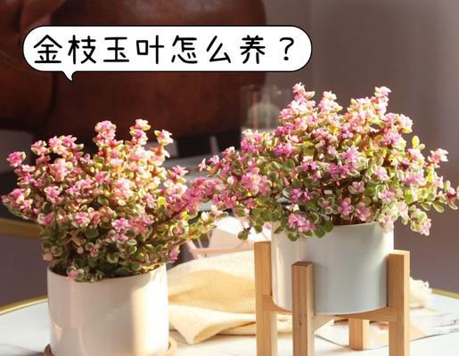 肉肉植物的花语是什么？肉肉植物适合什么场合赠送？