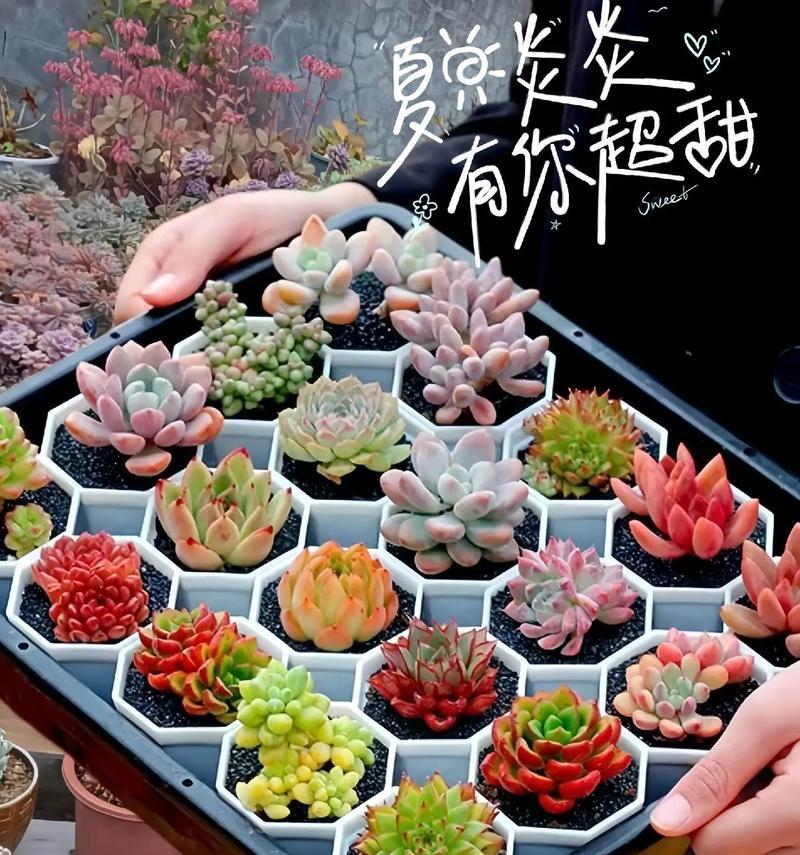 肉肉植物的花语是什么？肉肉植物适合什么场合赠送？