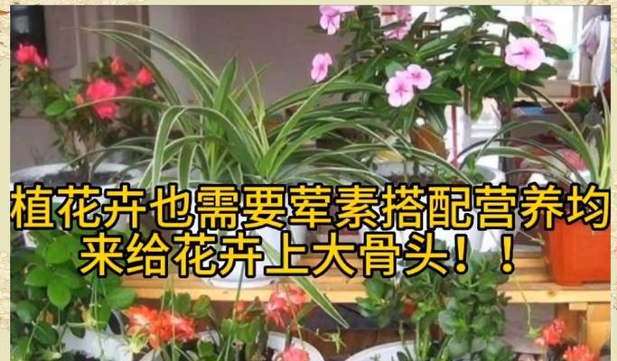 花卉绿植需要哪些生长环境？如何营造适宜的环境？