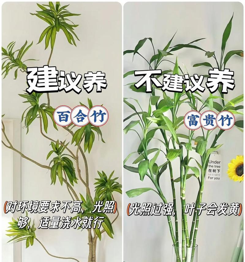 花卉绿植需要哪些生长环境？如何营造适宜的环境？