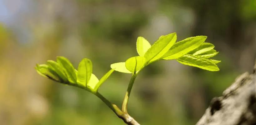 最原始的植物有哪些特征？