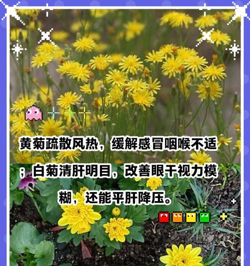 白菊的花语代表了什么？