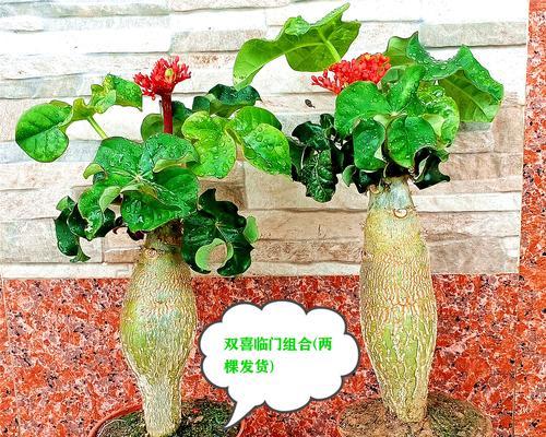 佛教盆景植物都有哪些名字？它们的寓意是什么？