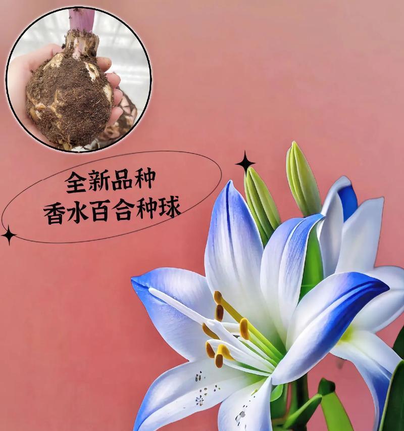 琉璃百合花的数量代表什么意义？每朵花的含义是什么？