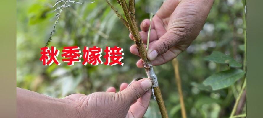 冬天嫁接植物后多久才能发芽？发芽过程需要注意什么？