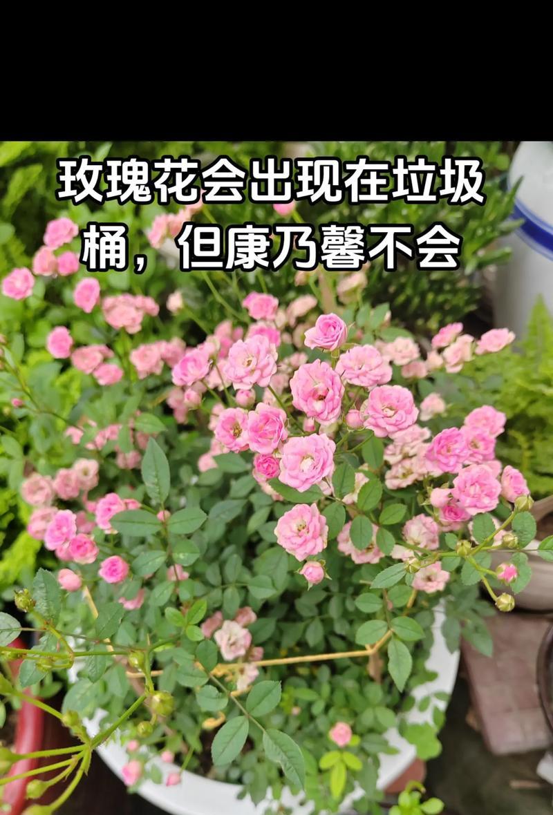 玫瑰花终归会凋落吗？其象征意义是什么？