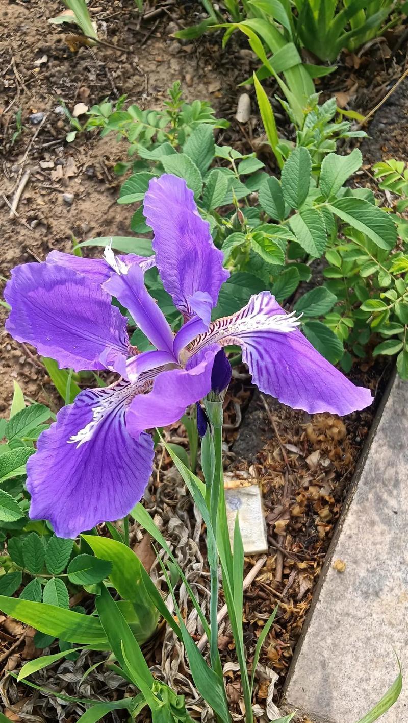 蝶花的花语是什么？它在花卉语言中传达了哪些情感？