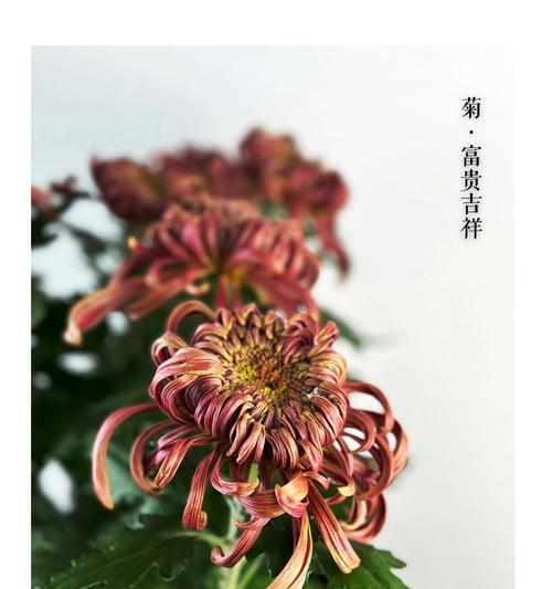 菊花盆栽放在门口的含义是什么？