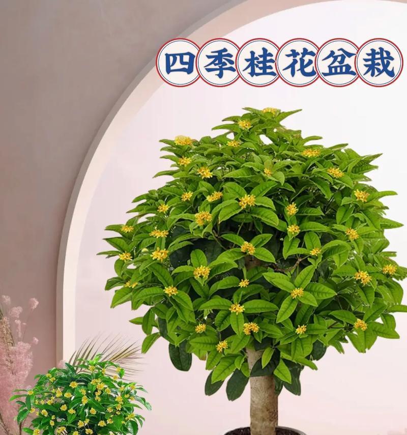 家用盆景适合种植哪些花卉？这些花卉的养护要点是什么？