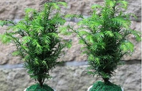 家用盆景适合种植哪些花卉？这些花卉的养护要点是什么？