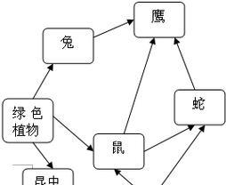 植物链是什么意思？在生态系统中扮演什么角色？