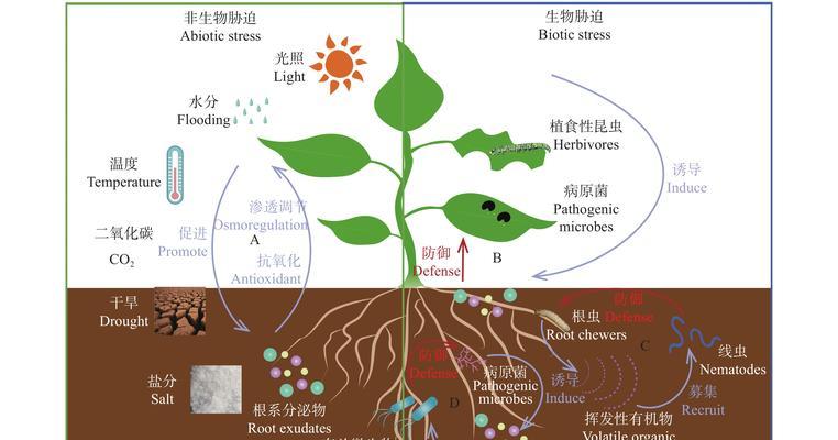 须根系植物有哪些特点？常见的须根系植物有哪些？