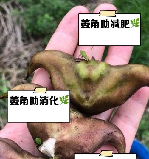 林角植物的特性是什么？