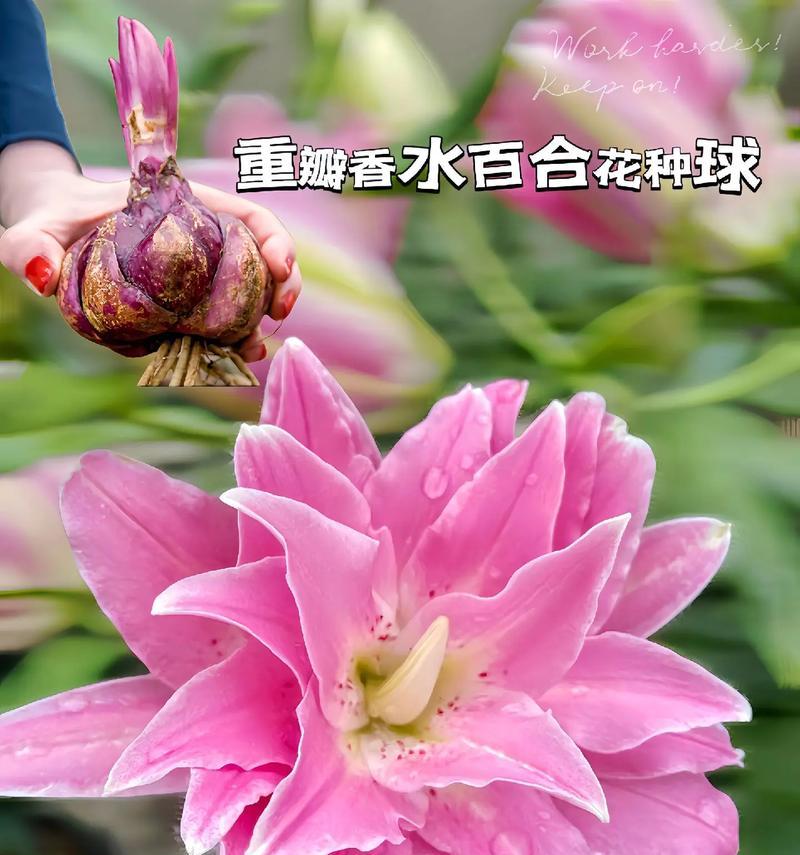 爱笑的百合花代表什么情感？