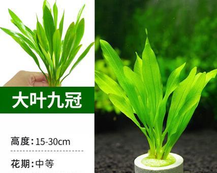 皇冠植物怎么养护？它们的生长环境需求是什么？