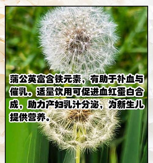 哪种植物泡水后可以有效灭蚊？使用方法是怎样的？