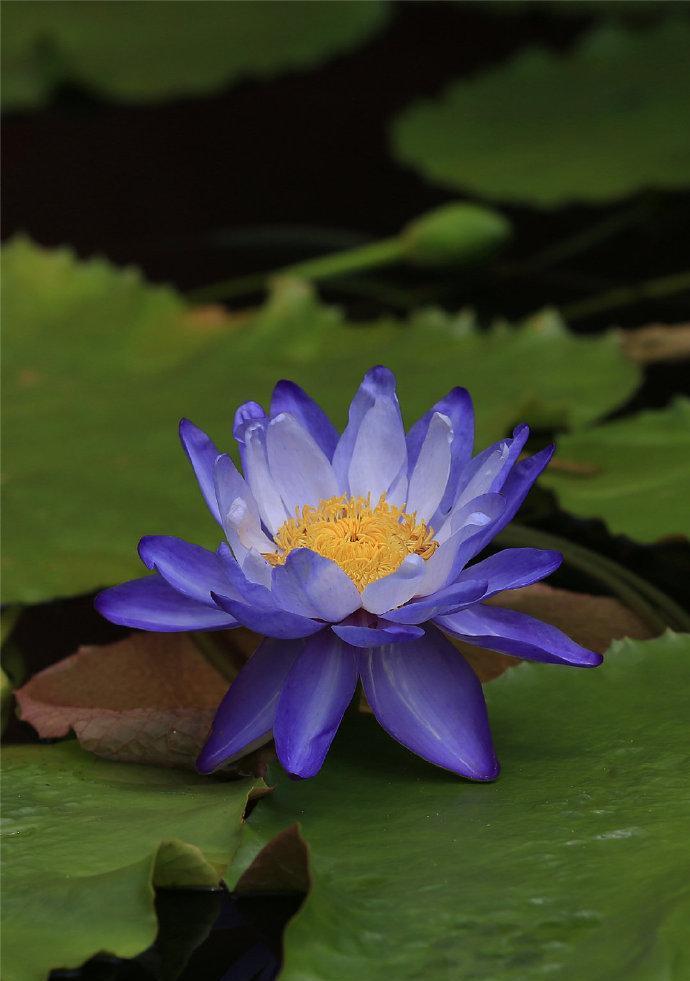 荷花蓝色包装花卉是什么？这种包装对花卉有何影响？