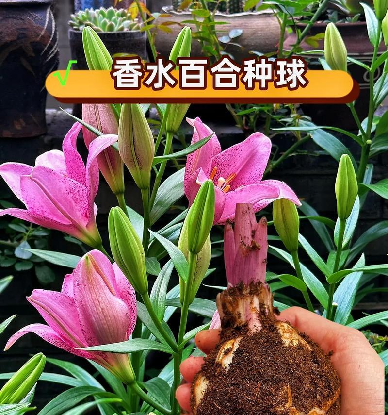 麦穗百合的花语代表什么？